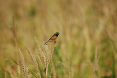 Sporophila ruficollis