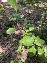 Ribes viburnifolium