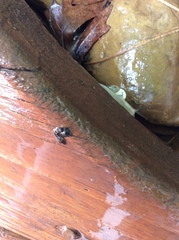 Stylommatophora