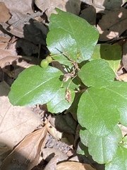 Ribes viburnifolium