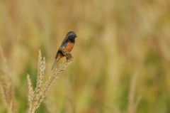 Sporophila ruficollis