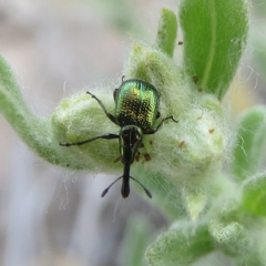 Haplorhynchites eximius