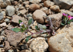 Collomia heterophylla