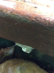 Stylommatophora