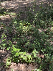 Ribes viburnifolium