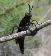 Phyllomydas phyllocerus