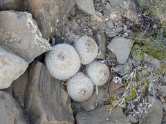 Epithelantha greggii