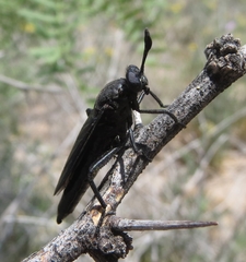 Phyllomydas phyllocerus