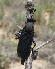 Phyllomydas phyllocerus