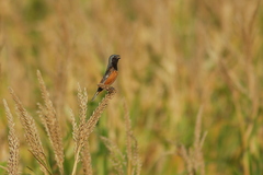 Sporophila ruficollis