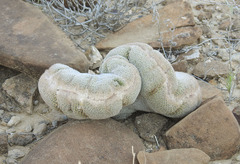 Epithelantha greggii