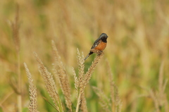 Sporophila ruficollis