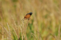 Sporophila ruficollis