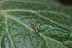 Sibovia civilis