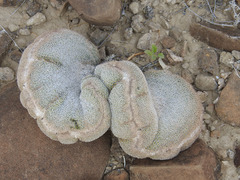 Epithelantha greggii