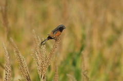 Sporophila ruficollis