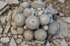 Epithelantha greggii