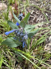 Mertensia oblongifolia