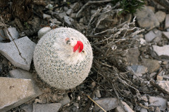Epithelantha greggii