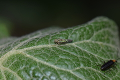 Sibovia civilis