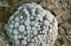 Epithelantha greggii