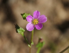 Calandrinia breweri