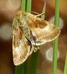 Heliothis oregonica