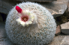 Epithelantha greggii