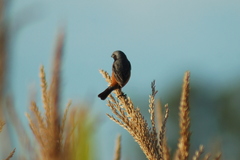 Sporophila ruficollis