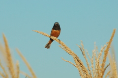 Sporophila ruficollis