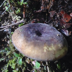 Russula aucklandica