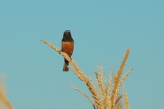Sporophila ruficollis