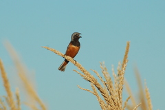 Sporophila ruficollis