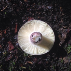 Russula aucklandica