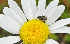 Aphrodini