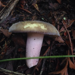 Russula aucklandica