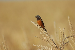 Sporophila ruficollis