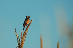 Sporophila ruficollis