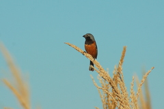 Sporophila ruficollis
