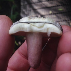 Russula aucklandica