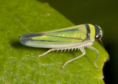 Juliaca quadrigula
