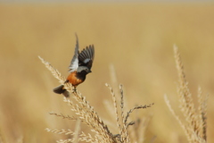 Sporophila ruficollis