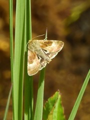 Heliothis oregonica