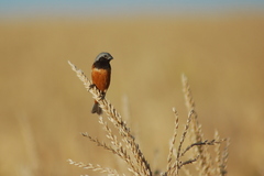 Sporophila ruficollis