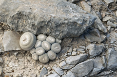 Epithelantha ilariae