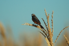 Sporophila ruficollis