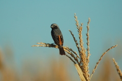 Sporophila ruficollis