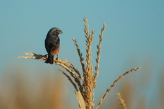 Sporophila ruficollis