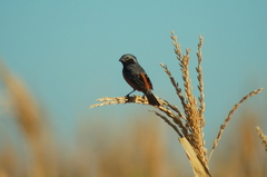Sporophila ruficollis