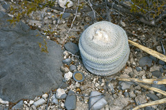 Epithelantha ilariae